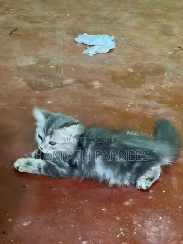 Persian Kittens