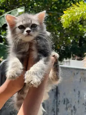 Persian Kittens