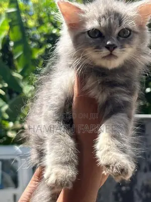 Persian Kittens