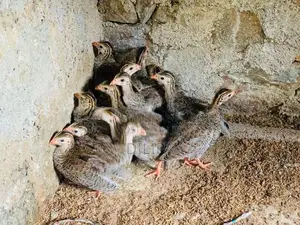 ගිනිකුකුල් පැටවුන්