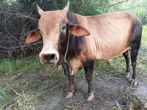Farm Cows
