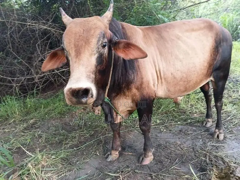 Farm Cows