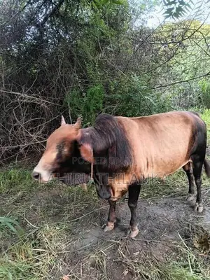 Farm Cows