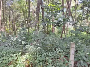 Land for Sale in Kundasale