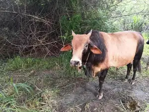 Farm Cows