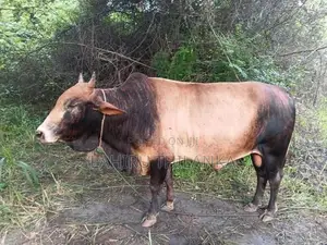 Farm Cows