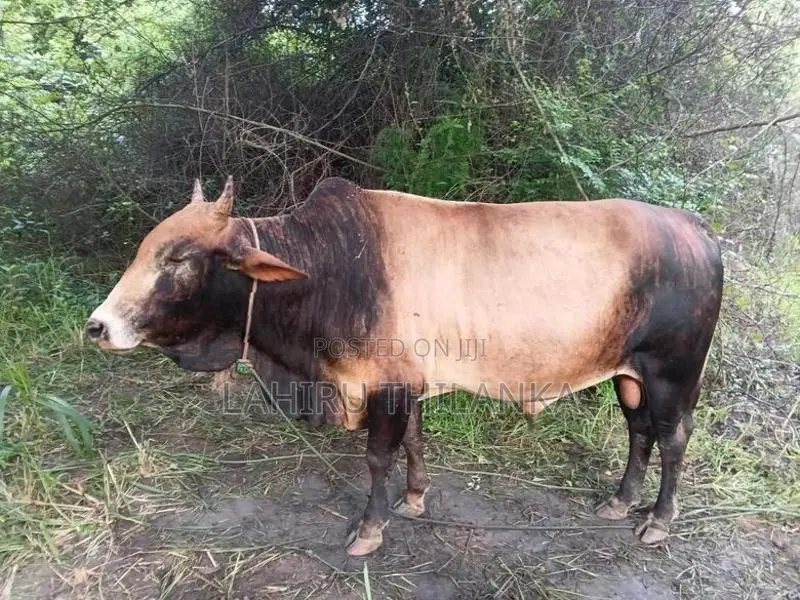 Farm Cows
