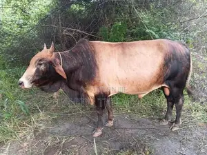 Farm Cows