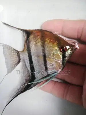 Wild Angel Fish