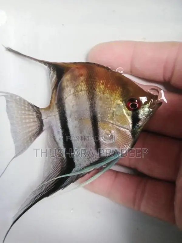 Wild Angel Fish