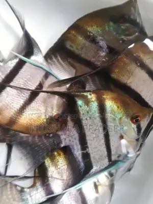 Wild Angel Fish
