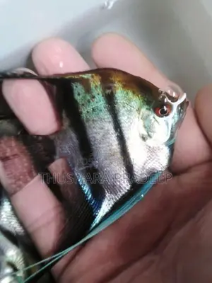 Wild Angel Fish