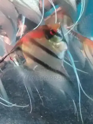 Wild Angel Fish