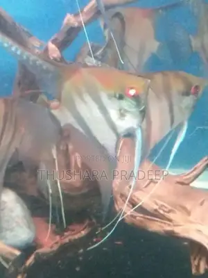 Wild Angel Fish