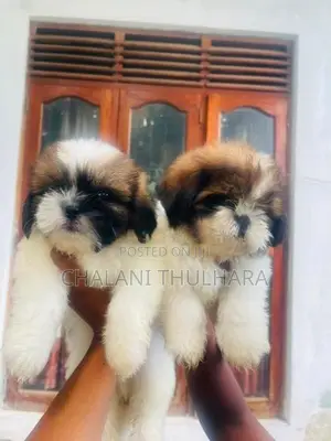 Shih Tzu Puppies
