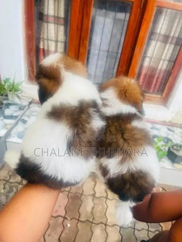 Shih Tzu Puppies