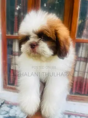 Shih Tzu Puppies