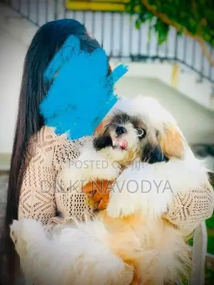 Shih Tzu Puppies
