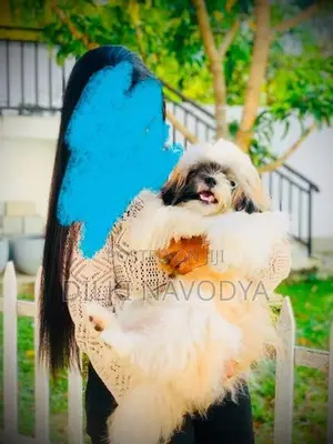 Shih Tzu Puppies