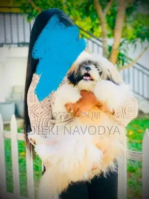 Shih Tzu Puppies