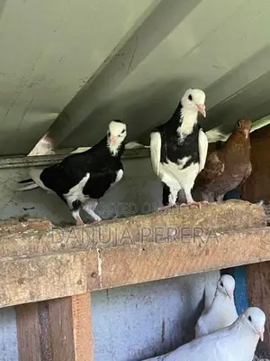 Pigeon