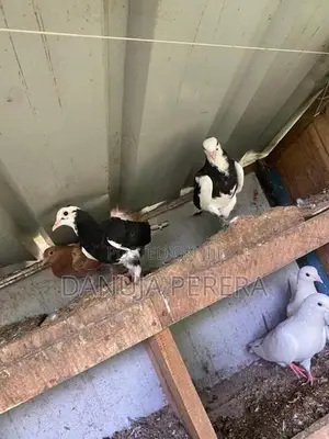 Pigeon