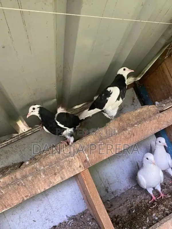 Pigeon