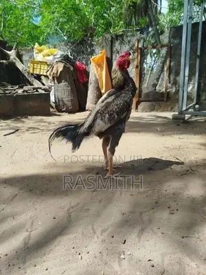 Aseel Rooster