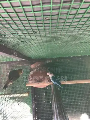 African Love Birds