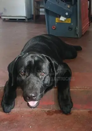 Labrador Dogs