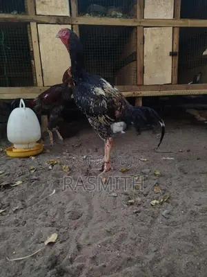 Aseel Rooster