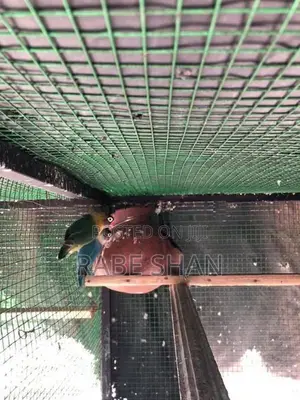 African Love Birds