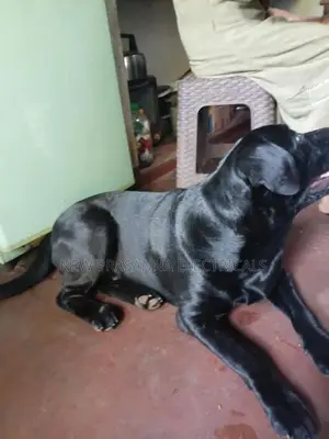 Labrador Dogs