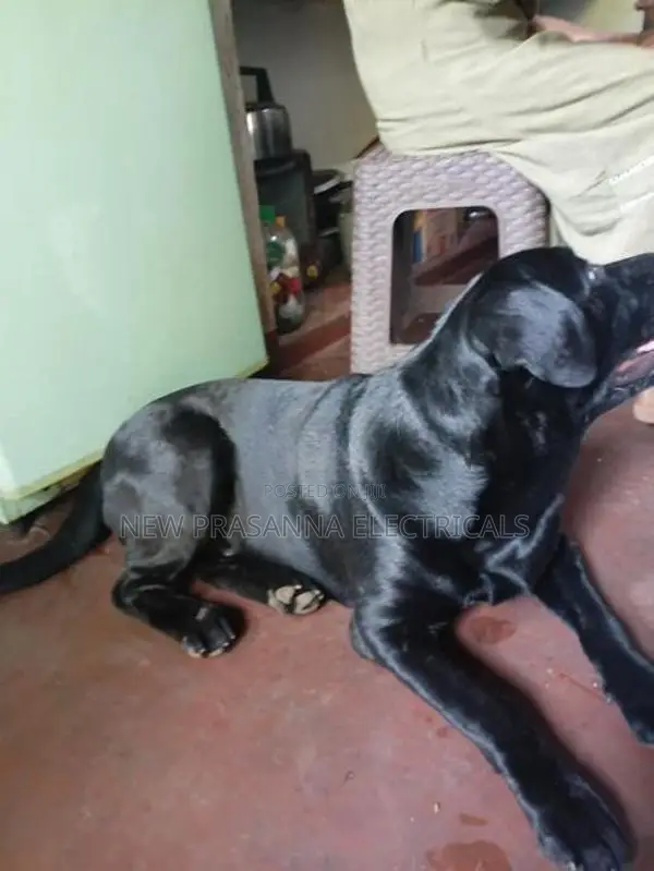 Labrador Dogs