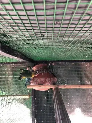 African Love Birds