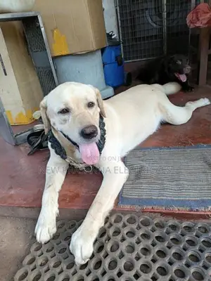 Labrador Dogs