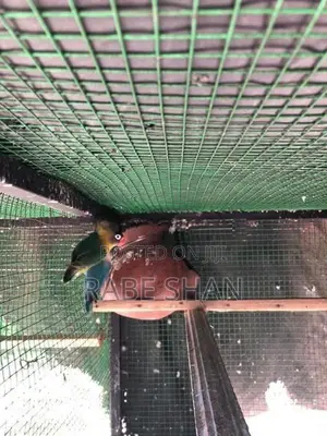 African Love Birds