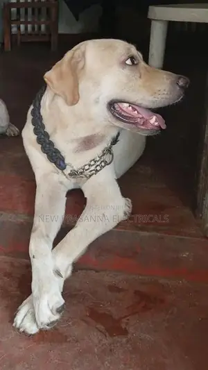 Labrador Dogs