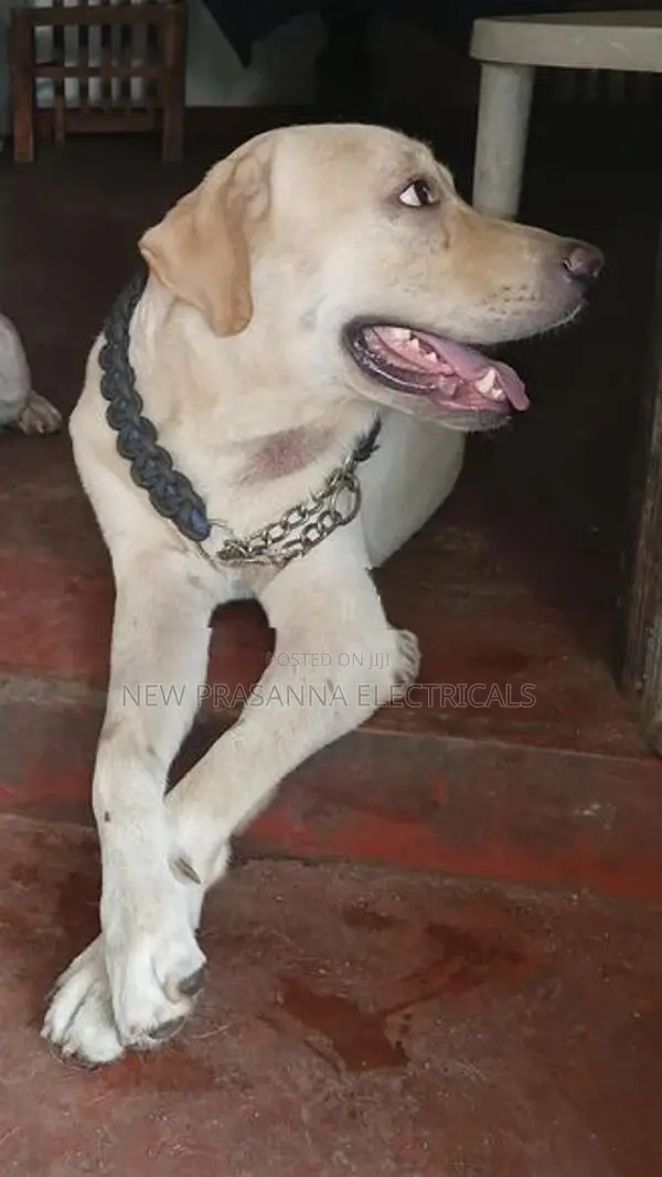 Labrador Dogs