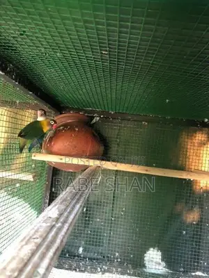 African Love Birds