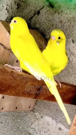 Love Birds