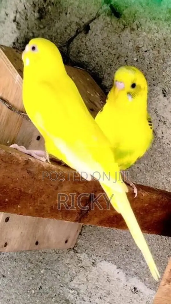 Love Birds