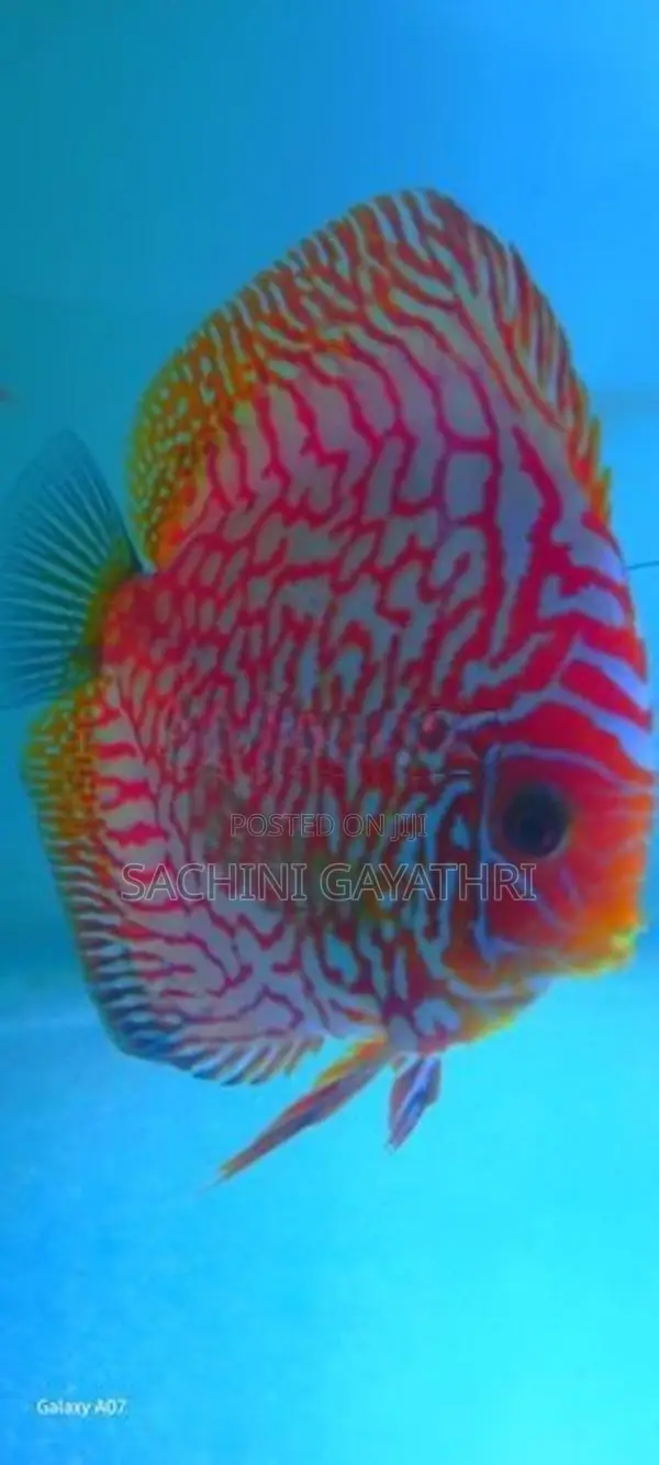 Discuss Fish