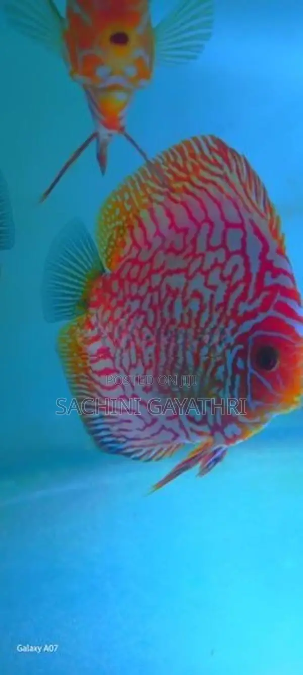 Discuss Fish