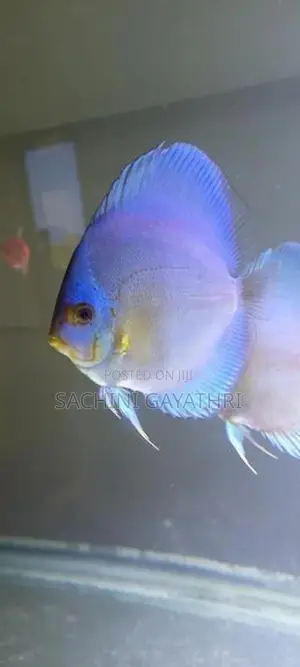 Discuss Fish