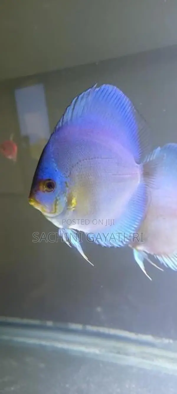 Discuss Fish