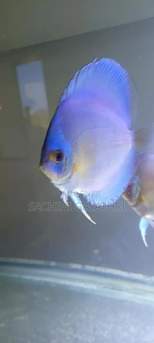 Discuss Fish