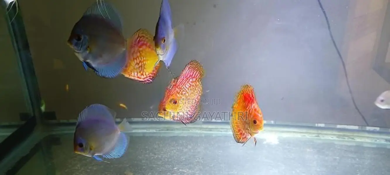 Discuss Fish