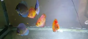Discuss Fish