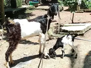 Demuhun Elichi Saha Patiya